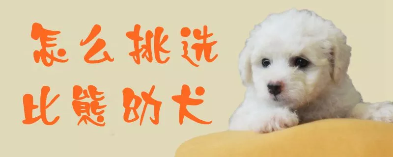 怎么挑选比熊幼犬1