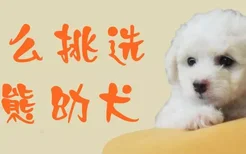 怎么挑选比熊幼犬