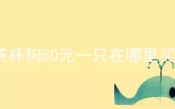 茶杯狗50元一只在哪里买?