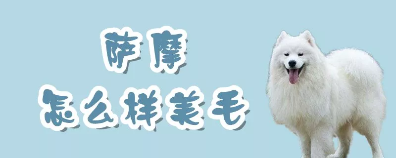 萨摩怎么样美毛