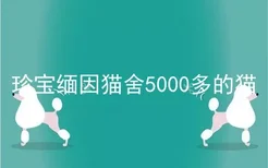 珍宝缅因猫舍5000多的猫