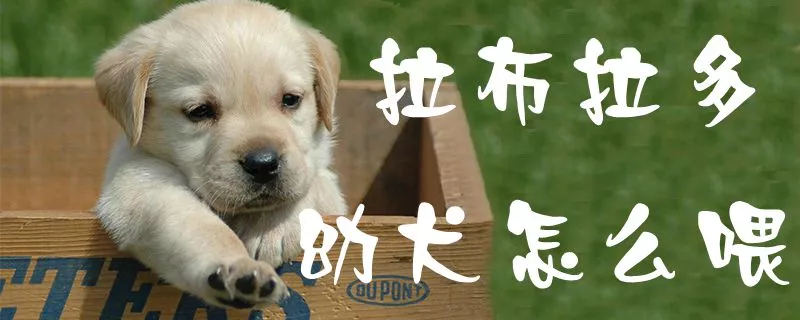 拉布拉多幼犬怎么喂0