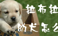 拉布拉多幼犬怎么喂