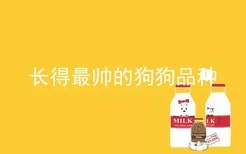 长得最帅的狗狗品种