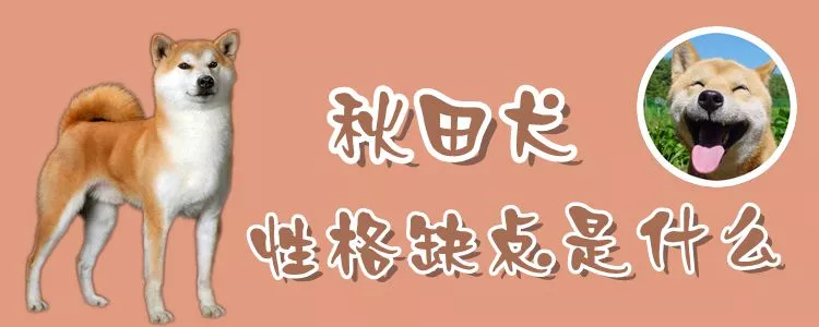 秋田犬性格缺点是什么