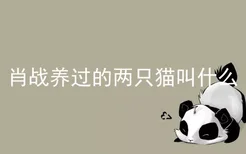 肖战养过的两只猫叫什么