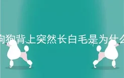 狗狗背上突然长白毛是为什么