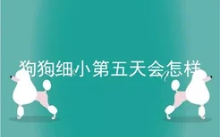 狗狗细小第五天会怎样