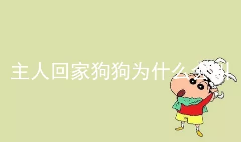 主人回家狗狗为什么会叫