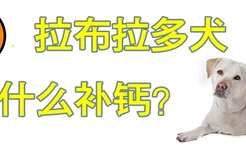 拉布拉多犬吃什么补钙