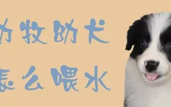 边牧幼犬怎么喂水