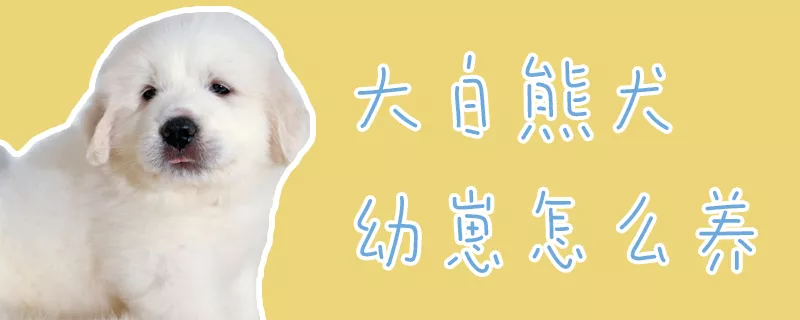 大白熊犬幼崽怎么养