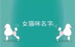 女猫咪名字