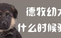 德牧幼犬什么时候驱虫