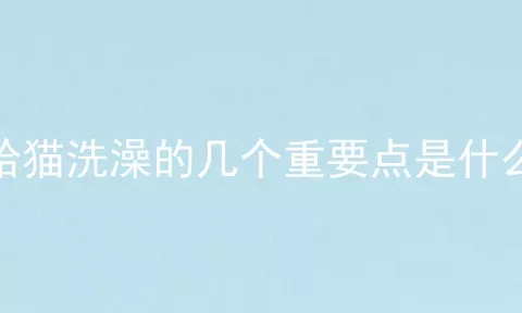 给猫洗澡的几个重要点是什么