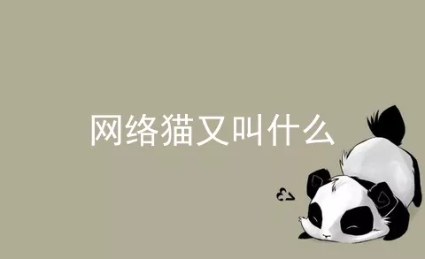 网络猫又叫什么