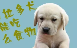 拉布拉多犬不能吃什么食物