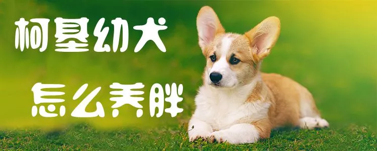 柯基幼犬怎么养胖1