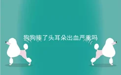 狗狗摔了头耳朵出血严重吗