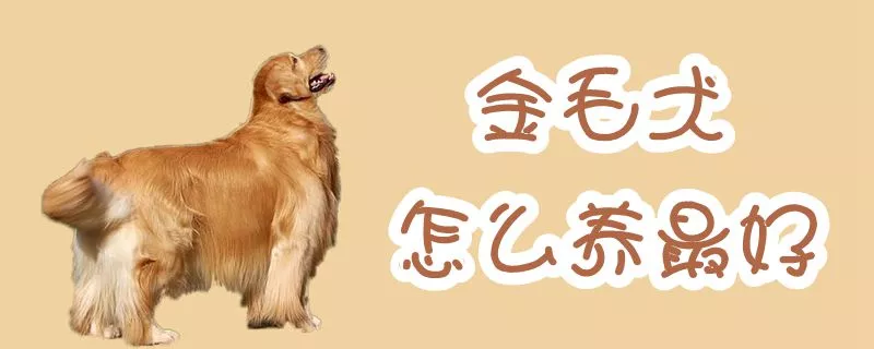 金毛犬怎么养最好