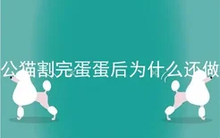 公猫割完蛋蛋后为什么还做