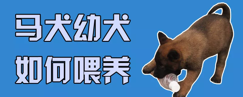 马犬幼犬如何喂养