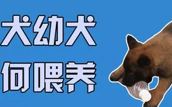 马犬幼犬如何喂养