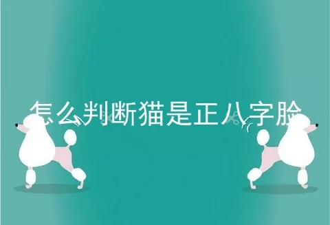 怎么判断猫是正八字脸