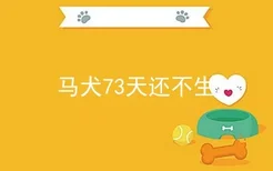 马犬73天还不生