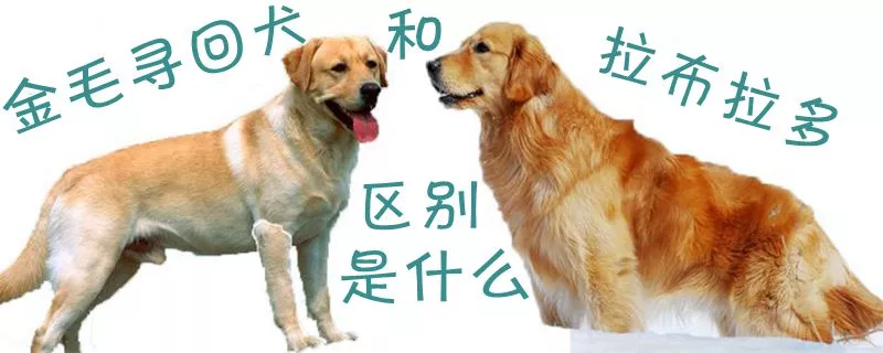 金毛寻回犬和拉布拉多区别是什么1