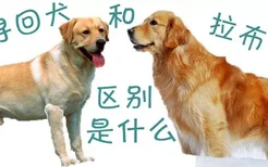 金毛寻回犬和拉布拉多区别是什么