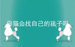 母猫会找自己的孩子吗