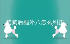 狗狗后腿外八怎么纠正