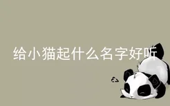 给小猫起什么名字好听