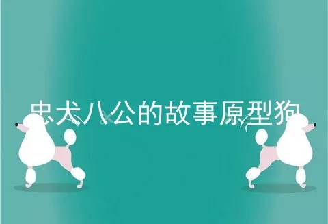 忠犬八公的故事原型狗