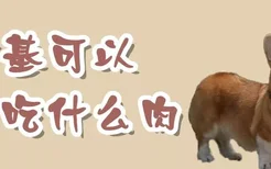 柯基可以吃什么肉