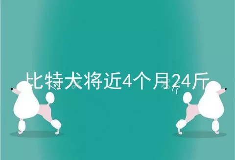 比特犬将近4个月24斤