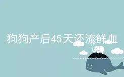 狗狗产后45天还流鲜血