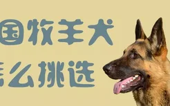 德国牧羊犬怎么挑选