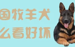 德国牧羊犬怎么看好坏