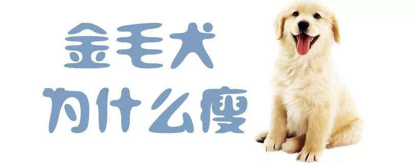 金毛犬为什么瘦1