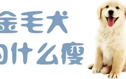 金毛犬为什么瘦