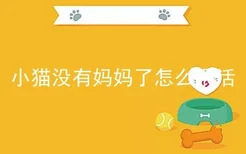 小猫没有妈妈了怎么喂活