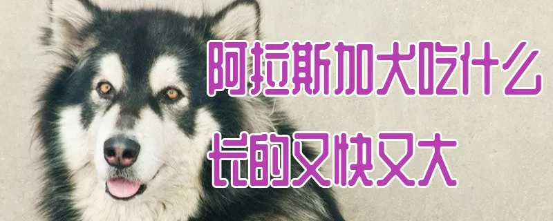 阿拉斯加犬吃什么长的又快又大