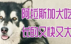 阿拉斯加犬吃什么长的又快又大