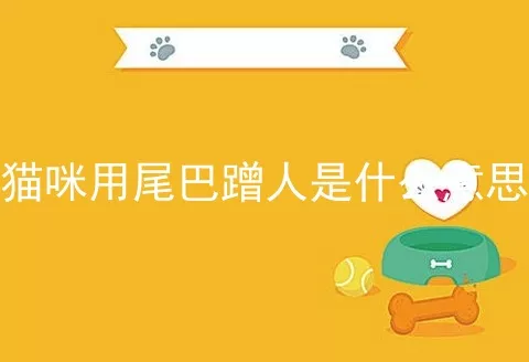 猫咪用尾巴蹭人是什么意思