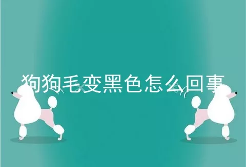 狗狗毛变黑色怎么回事