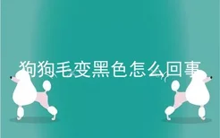 狗狗毛变黑色怎么回事