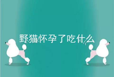 野猫怀孕了吃什么