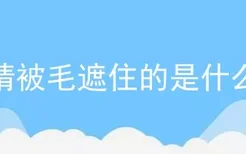 眼睛被毛遮住的是什么狗